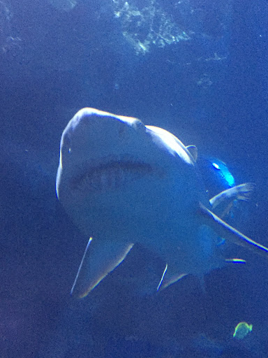 Tropical Fish Store «Cincinnati Aquarium Design», reviews and photos, 6475 E Galbraith Rd # B, Cincinnati, OH 45236, USA