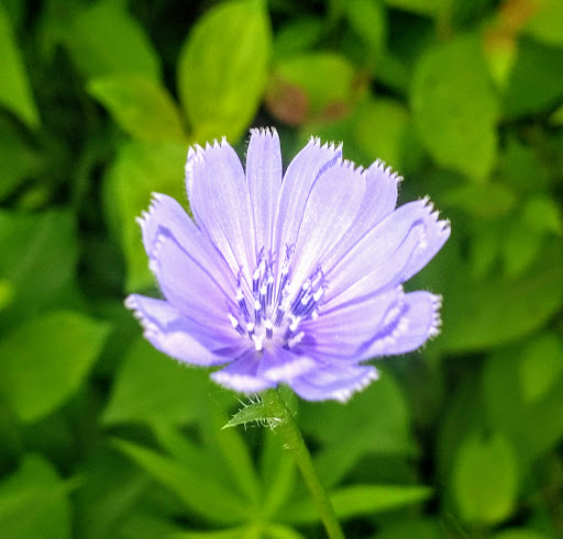 Nature Preserve «Rock Run Preserve - Black Road Access», reviews and photos, Black Rd, Joliet, IL 60431, USA