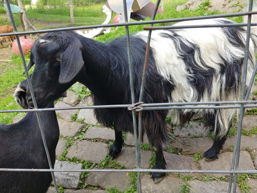 Golf Club «Big Stone Mini Golf», reviews and photos, 7110 County Rd 110 W, Minnetrista, MN 55364, USA