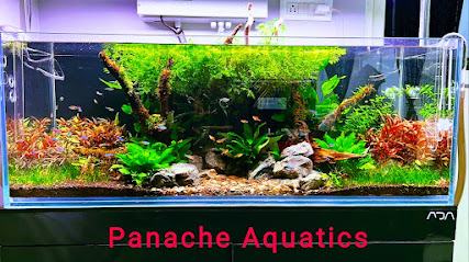 Panache Aquatics- best aquarium shop in Bangalore