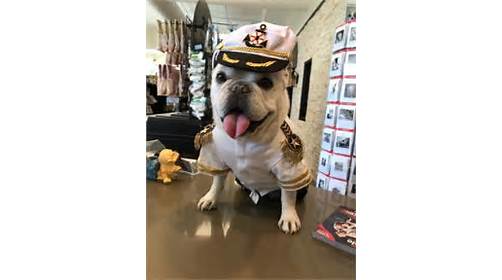 Pet Supply Store «EarthWise Pet Nashville-SoBro», reviews and photos, 66 Hermitage Ave, Nashville, TN 37210, USA