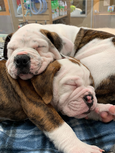 Pet Store «Animal Kingdom», reviews and photos, 5000 S Arizona Mills Cir, Tempe, AZ 85282, USA