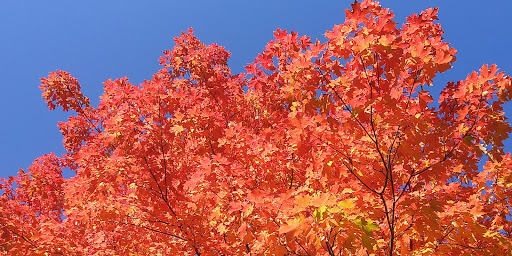 Nature Preserve «Pulaski Woods East», reviews and photos, 9600 Wolf Rd, Willow Springs, IL 60480, USA