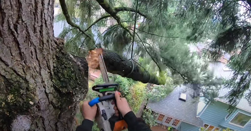 Santa Monica Tree Service, Tree Trimming