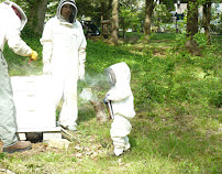 Bugs Bee Dead - Photo 5 - Car repair in , Oceanside