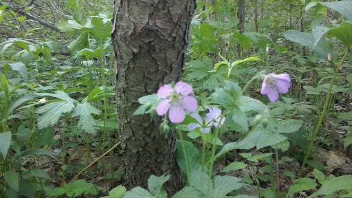 Nature Preserve «Gummere Woods And Marsters Preserve Trail», reviews and photos, 4 Wheeler Rd, North Grafton, MA 01536, USA