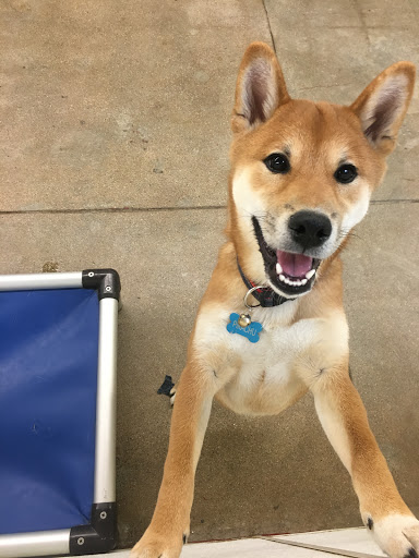 Dog Day Care Center «The Bowhaus Pet Company», reviews and photos, 2472 E Colorado Blvd, Pasadena, CA 91107, USA