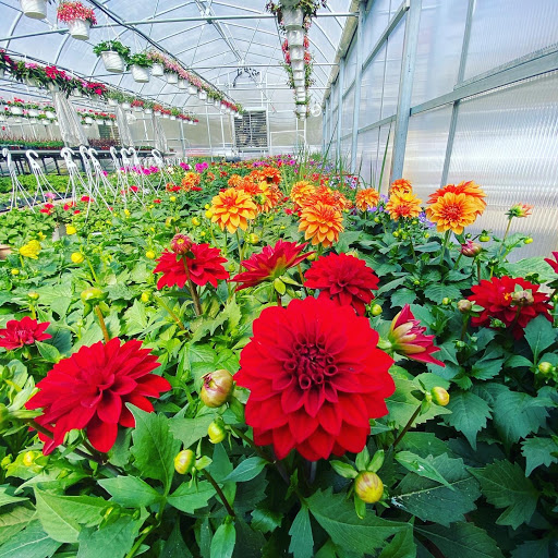 Florist «Sabellico Greenhouses & Florist», reviews and photos, 33 Hillside Lake Rd, Hopewell Junction, NY 12533, USA