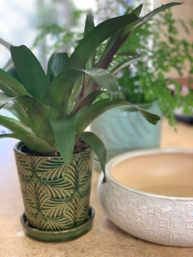 Florist «Park Place Florist and Garden Center», reviews and photos, 72 Park St, Rutland, VT 05701, USA