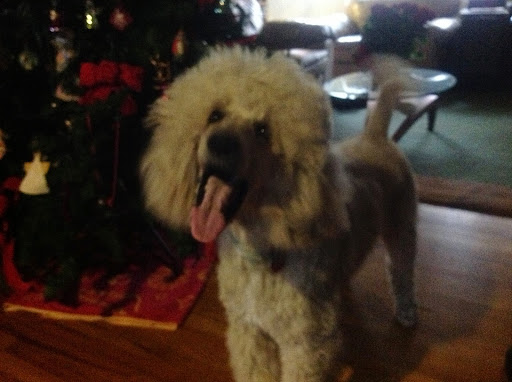 Florist «Arlington Flower Exchange», reviews and photos, 1730 W Randol Mill Rd #120, Arlington, TX 76012, USA