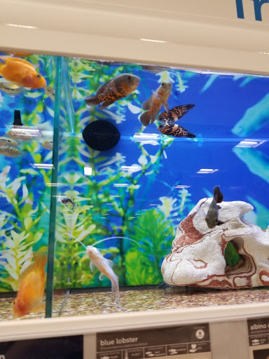 Pet Supply Store «Petco Animal Supplies», reviews and photos, 10235 Indianapolis Blvd, Highland, IN 46322, USA
