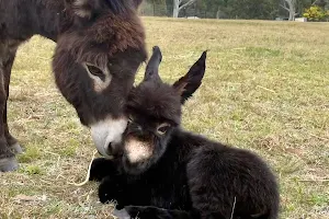 Pine Ridge Miniature Donkeys image