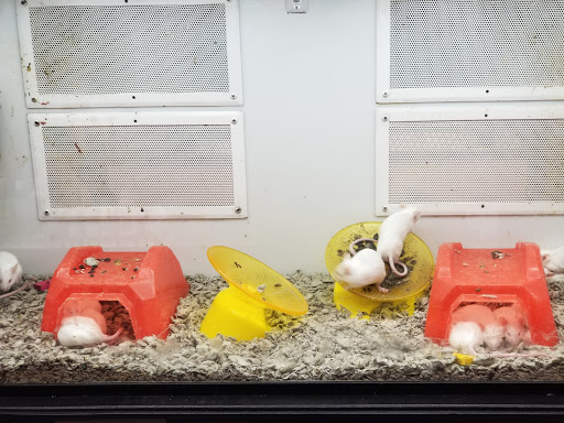 Pet Supply Store «Petco Animal Supplies», reviews and photos, 181 North 545 West, West Bountiful, UT 84087, USA