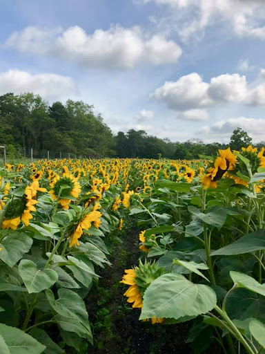 Fruit and Vegetable Store «Henley Farm», reviews and photos, 3513 Charity Neck Rd, Virginia Beach, VA 23456, USA