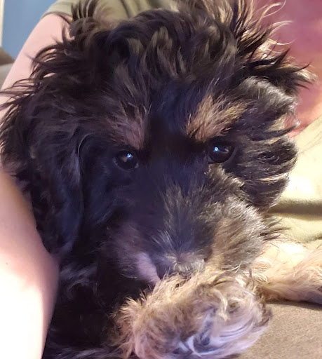 Pet Store «Liberty Agway Pet Center», reviews and photos, 11 Bon Jovi Ln, Liberty, NY 12754, USA