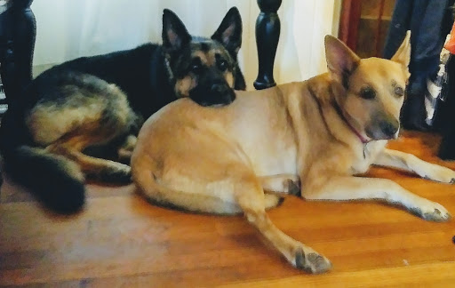 Pet Supply Store «Petco Animal Supplies», reviews and photos, 118 Highlands Square Dr, Hendersonville, NC 28792, USA