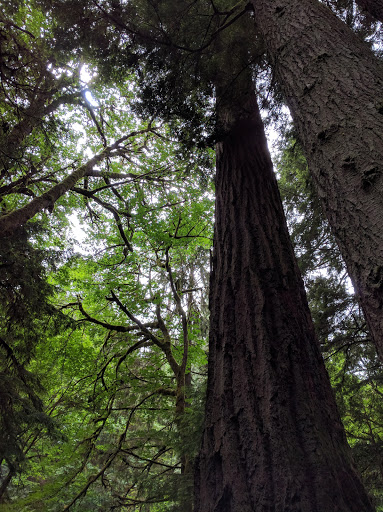 Performing Arts Theater «Kitsap Forest Theater», reviews and photos, 3000 Seabeck Hwy NW, Bremerton, WA 98312, USA