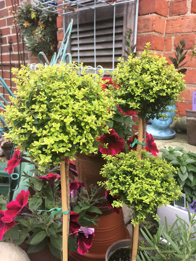 Florist «Potting Shed», reviews and photos, 112 W Middle St # 100, Chelsea, MI 48118, USA