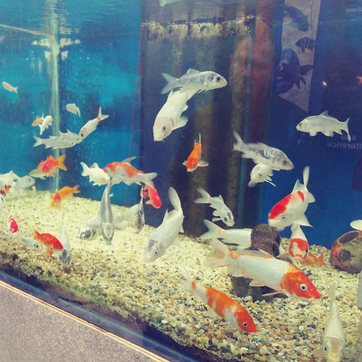 Pet Store «Pets Plus - Quakertown», reviews and photos, 117 S West End Blvd, Quakertown, PA 18951, USA