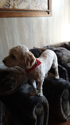 Patitas Mojadas Peluquería Canina - Talcahuano