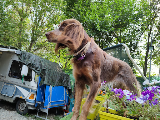 Pensioni per cani e dog hotel a Dog resort vda centro cinofilo