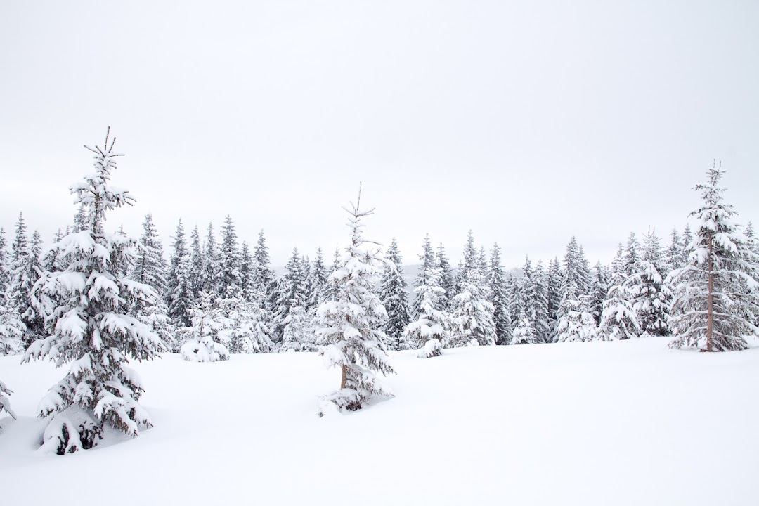 Choose and Cut Fraser Firs