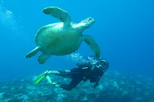 Wulfy Diving - Plongée sous marine - la Réunion - Wulfy Diving Reunion image