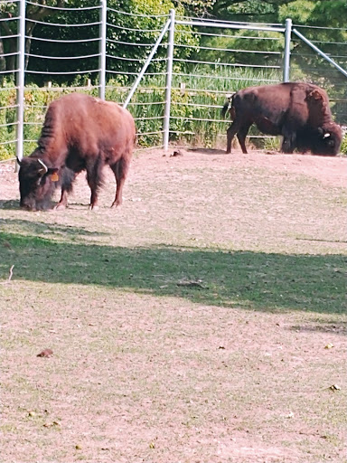 Museum «Elgin Public Museum», reviews and photos, 225 Grand Blvd, Elgin, IL 60120, USA