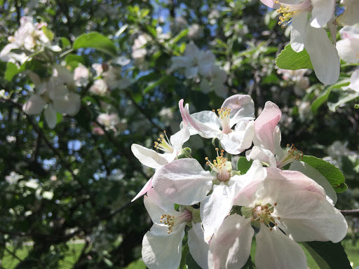 National Park «River Raisin National Battlefield Park Visitor Center», reviews and photos, 1403 E Elm Ave, Monroe, MI 48162, USA