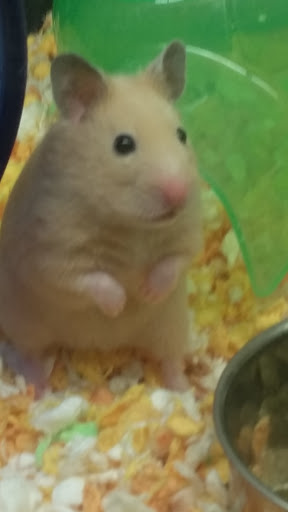 Pet Supply Store «PetSmart», reviews and photos, 400 S State Rd, Springfield, PA 19064, USA