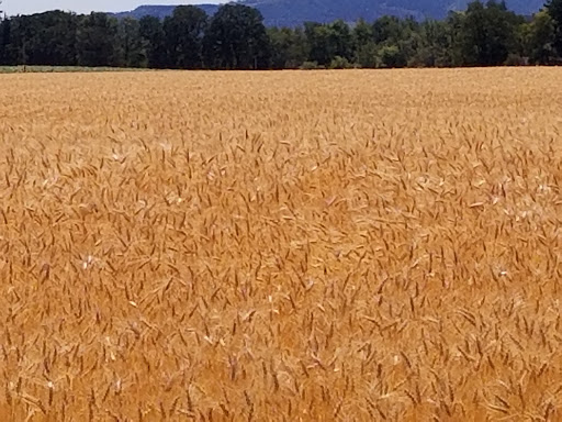 Vineyard «Tualatin Estate Vineyard», reviews and photos, 10850 NW Seavey Rd, Forest Grove, OR 97116, USA