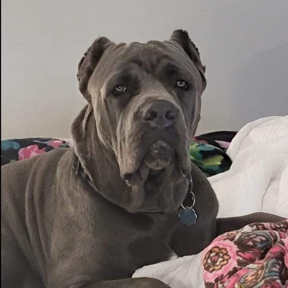 J&B TEXAS CANE CORSO'S LLC