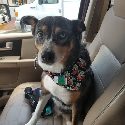 Pet Supply Store «Dog Krazy», reviews and photos, William St, Fredericksburg, VA 22401, USA