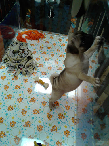 Pet Store «Charm City Puppies», reviews and photos, 8205 Snowden River Pkwy, Columbia, MD 21045, USA