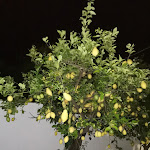 Photo n°9 de l'avis de ross.o fait le 13/07/2020 à 10:17 sur le  La Bussola Hotel à Capo Vaticano