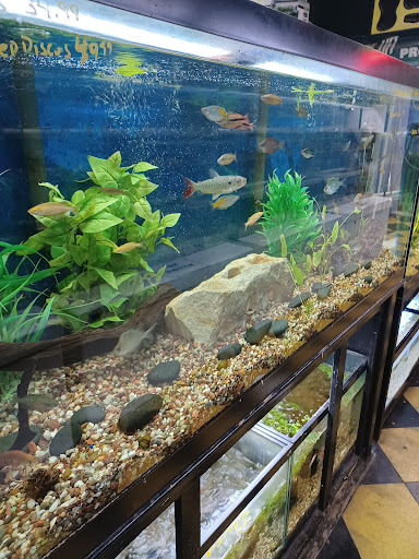 Pet Store «Brooklyn Zoo & Aquarium Pet Store», reviews and photos, 2377 Ralph Ave, Brooklyn, NY 11234, USA