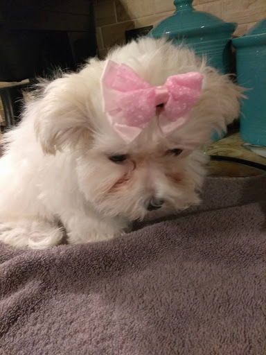 Pet Store «Puppy Boutique Store», reviews and photos, 4001 N Federal Hwy, Fort Lauderdale, FL 33308, USA