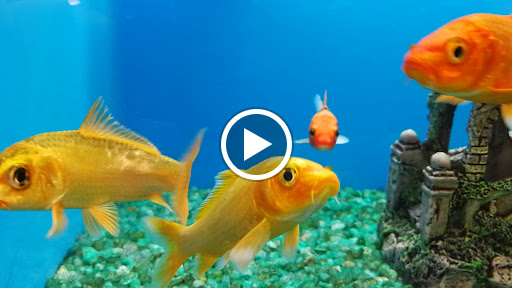 Pet Supply Store «Pet Supermarket», reviews and photos, 2585 N Atlantic Ave, Daytona Beach, FL 32118, USA