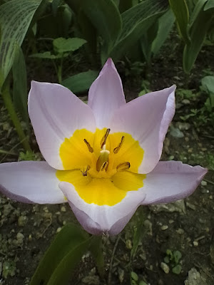 Les jardins de Petite fée à Rosis