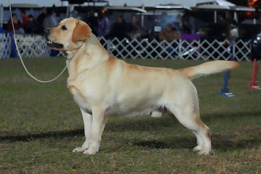 Photo of MoonLit Labradors