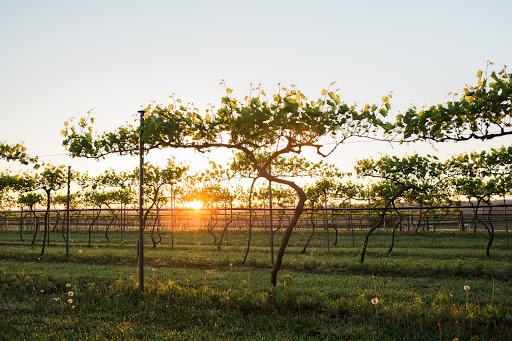 Winery «Capitol View Winery & Vineyards», reviews and photos, 2361 Wittstruck Rd, Roca, NE 68430, USA