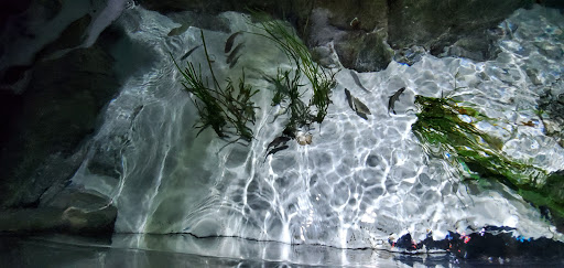 Aquarium «SEA LIFE Charlotte-Concord Aquarium», reviews and photos, 8111 Concord Mills Boulevard, Concord, NC 28027, USA