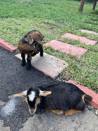 心心農家樂 - 親子農場 親子景點 推薦 觀光景點 家庭旅遊 人氣 打卡 動物餵食 體驗 熱門景點 好評