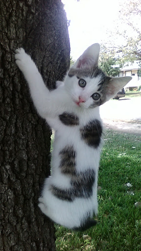 Park «Lions Park», reviews and photos, 1099 S Peach St, Duncanville, TX 75137, USA