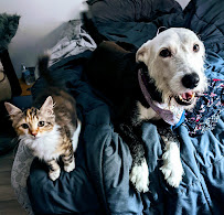 Paula's Pawsome Pets - Photo 1 - Car repair in , Durham