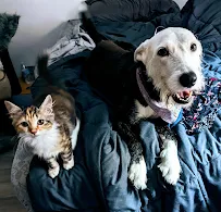 Paula's Pawsome Pets - Car repair in , Durham - Rated 0.0/5