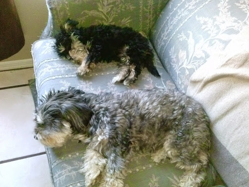 Park «Desert Star Park», reviews and photos, 8550 W Encanto Blvd, Phoenix, AZ 85037, USA