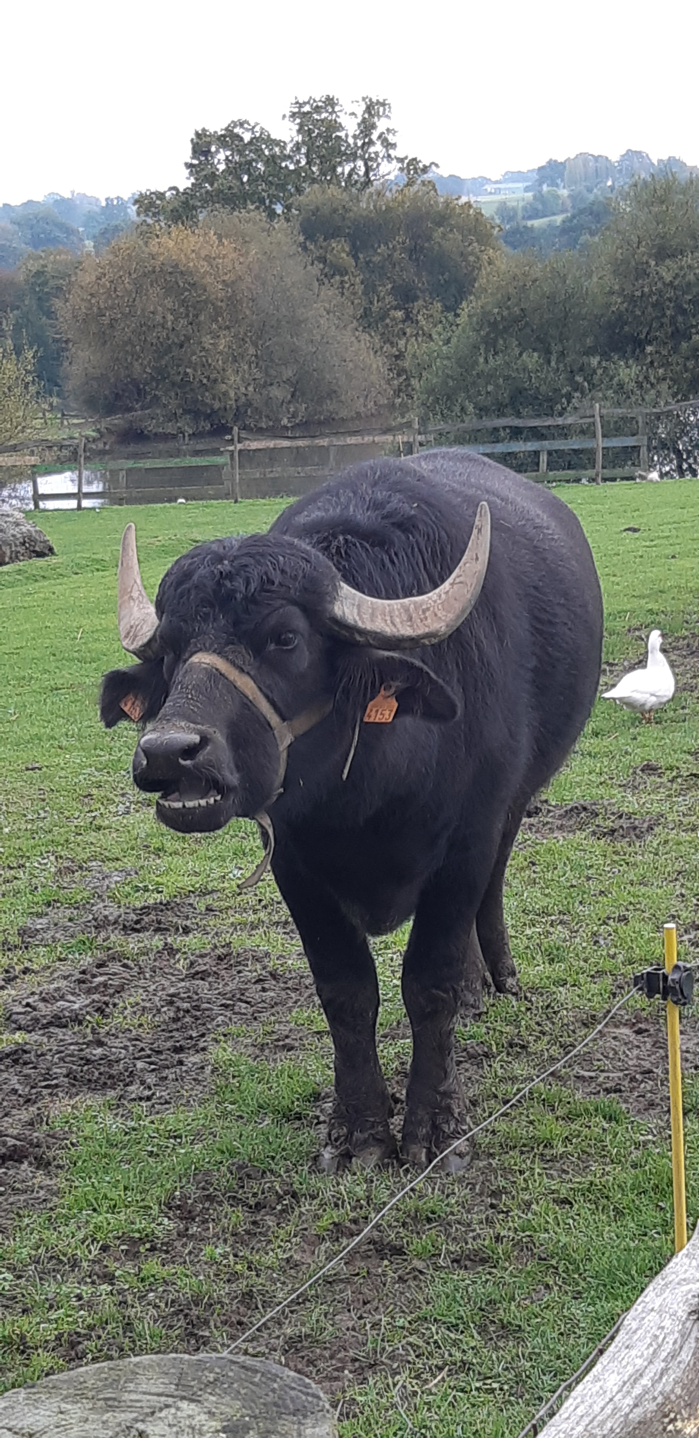 Photo n° 19 de l'avis de Yannick.a fait le 27/10/2019 à 14:17