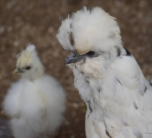 Animal Rescue Service «Ray of Light Farm Inc», reviews and photos, 232 Town St, East Haddam, CT 06423, USA