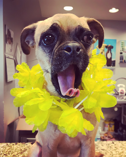 Pet Supply Store «Dog Dish», reviews and photos, 1778 Utica Square, Tulsa, OK 74114, USA